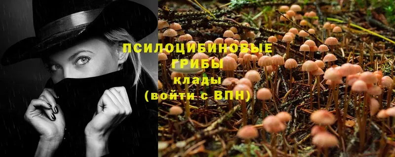 Псилоцибиновые грибы Psilocybine cubensis  купить закладку  Пушкино 